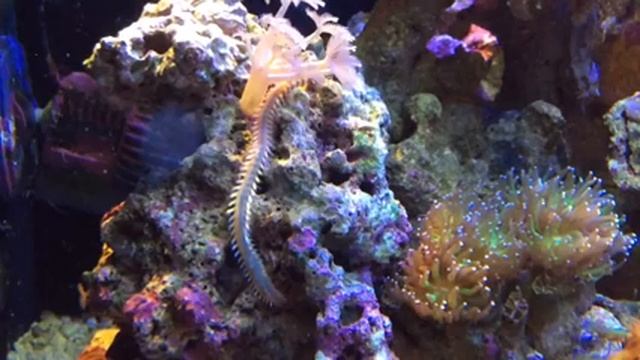 Червь в аквариуме. Огненный червь в морском аквариуме. смотреть онлайн