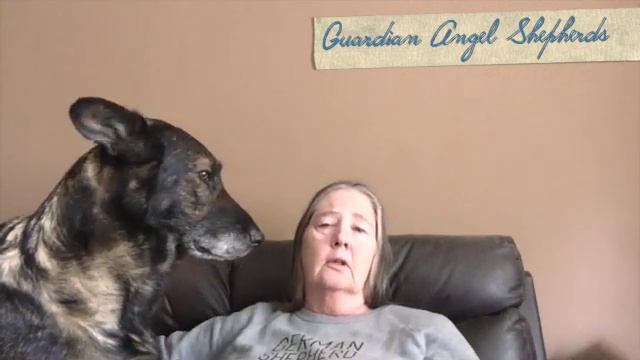 Guardian Angel Shepherds Introduction смотреть онлайн