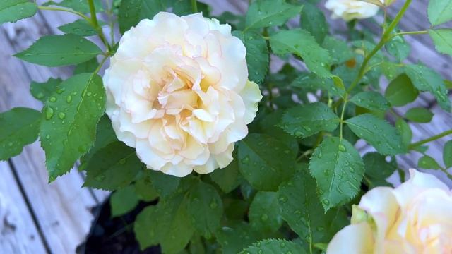 Over the Edge - J&P New Exclusive Introduction 2022 смотреть онлайн