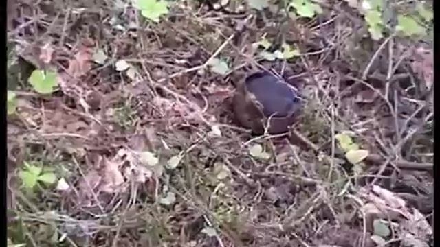 Как собирают Молодильные грибы. Где растут. Как приготовить. смотреть онлайн