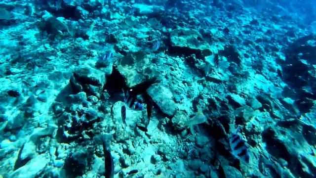 Риф в Хургаде/ Кормим рыб в красном море Zahabia Hotel Beach Resort 3