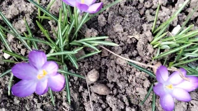 Обзор весенних цветов на 17 марта. смотреть онлайн