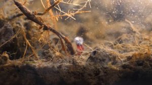 КАК МОТЫЛЬ ПРЕВРАЩАЕТСЯ В КОМАРА: МЕТАМОРФОЗА ЛИЧИНКИ