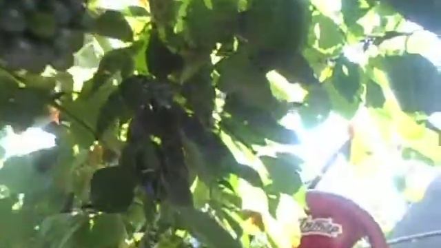 смотреть всем как сделать супер виноград!!!!! смотреть онлайн