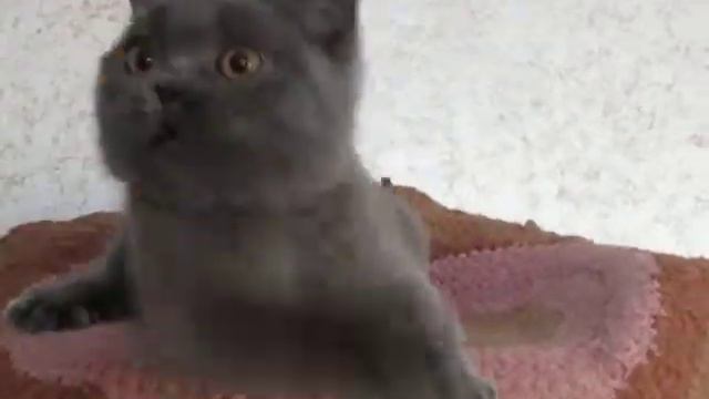 Грета. 4 месяца. ПРОДАЖА! смотреть онлайн