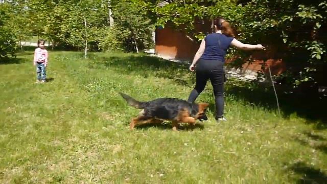 Длинношерстные щенки немецкой овчарки,5 мес смотреть онлайн