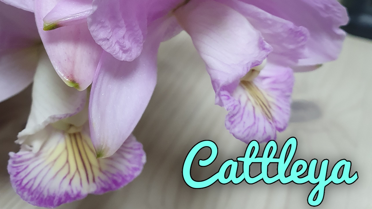 Cattleya. Нюансы ухода.