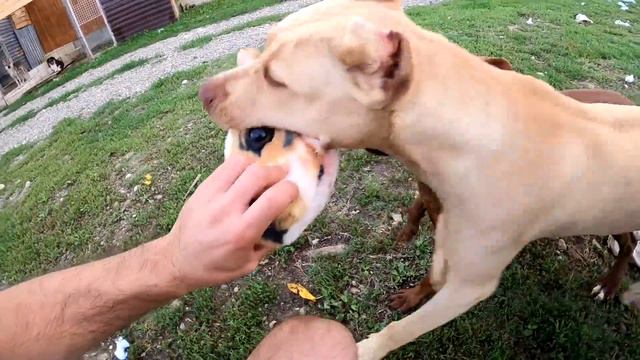 +18 ПИТБУЛИ РВУТ ИГРУШКУ !!!!! НЕ ДЛЯ СЛАБОНЕРВНЫХ !!! О ПОРОДЕ ПИТБУЛЬ И ЕГО СМЕРТЕЛЬНОЙ СХВАТКЕ. смотреть онлайн