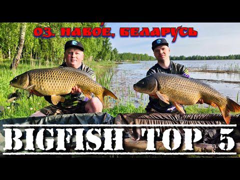 Карпфишинг турнир, по пяти крупным рыбам. BigFish TOP-5. озеро Навое, Беларусь
