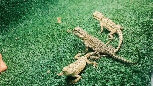 бородатая агамма ?? kids lizard agama #ящерица#агама смотреть онлайн