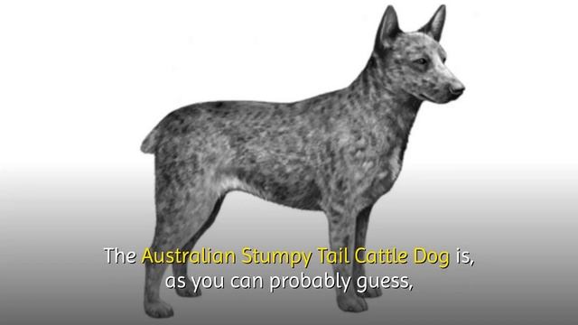 Australian Dog Breeds: 13 Native Dogs From Down Under