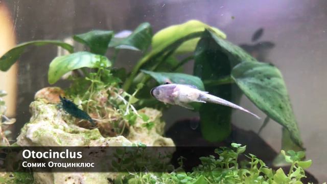 Xiaomi aquarium inhabitants смотреть онлайн