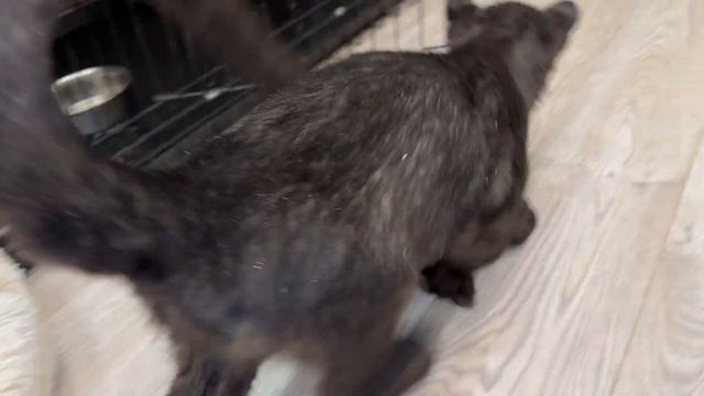 Спасённая пантера ПОЧТИ ПЕРЕБОРОЛА ПНЕВМОНИЮ и СТАЛА ОТЛИЧНО ВЫГЛЯДЕТЬ! Она хочет жить ❤️ смотреть онлайн