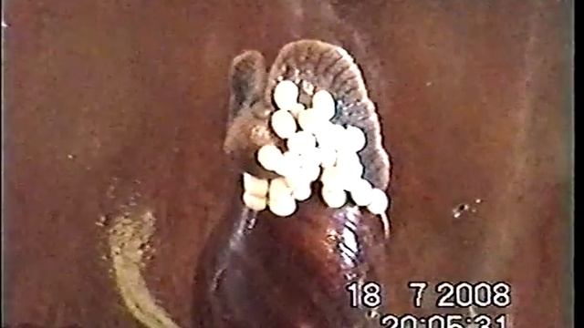 Улитки кладут яйца