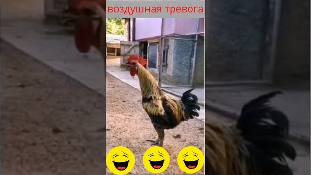 смешные животные ,петух воздушная тревога,супер сирена, #shorts смотреть онлайн