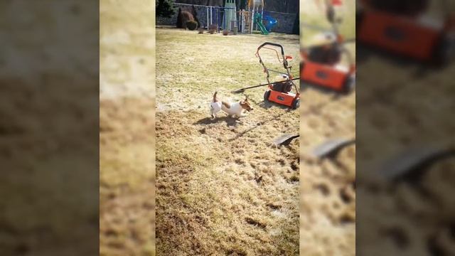 Аэрация, скарификация газона, внесение удобрений на газон смотреть онлайн