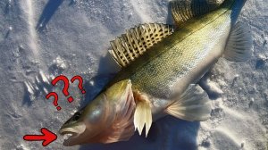 Опять выручил ЭТОТ ВИБ _ Подходы рыбы в эхолот практик 6м.mp4