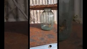 Бабочка Мертвая голова