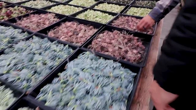 Secret Succulent Care Tips From a Master Succulent Grower смотреть онлайн