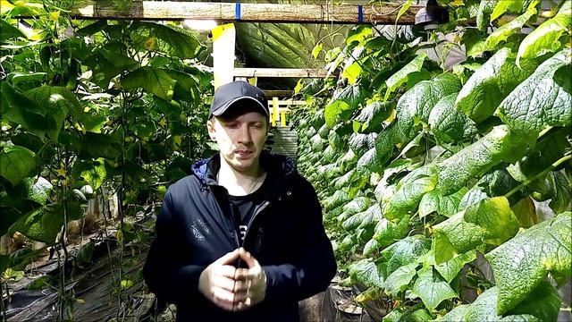 СУПЕР БИЗНЕС ИДЕИ НА 1 СОТКЕ ТЕПЛИЦЫ!//КАК ЗАРАБОТАТЬ НА ТЕПЛИЦЕ И В ОГОРОДЕ//ТЕПЛИЧНОЕ ДЕЛО смотреть онлайн