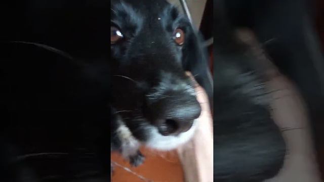 Я учу человека выполнять команды. 🐺🐩 смотреть онлайн