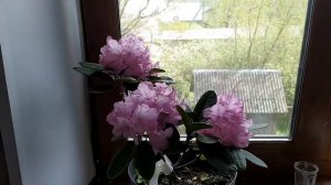 Рододендрон сорт Блюретта