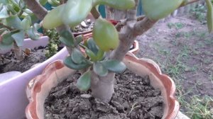 ДЕНЕЖНОЕ ДЕРЕВО. Почему пропадает денежное дерево