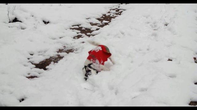Funny and cute Dogs in winter 2021-Милые и забавные собаки зимой-Позитивное видео смотреть онлайн
