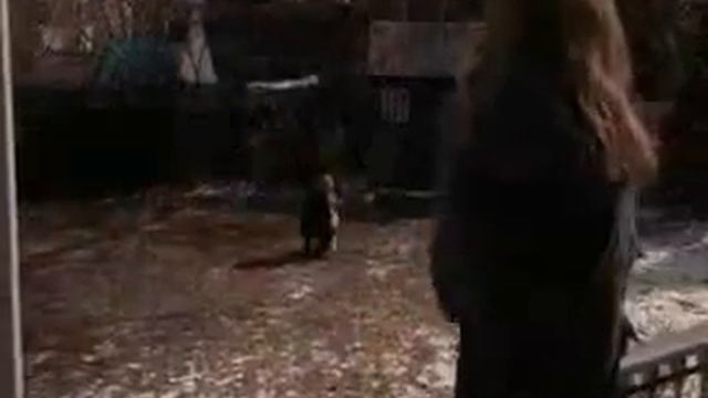 Собака - друг человека. смотреть онлайн