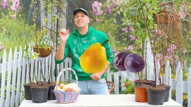 Плодовые деревья 1+1! Посадите в два раза больше урожайных сортов груши, яблони и сливы смотреть онлайн