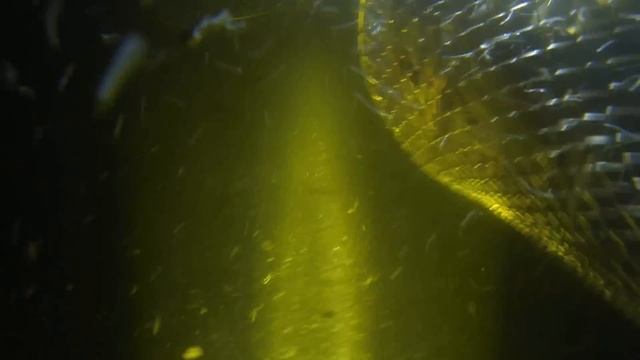 Подводная Охота на Раков. Spearfishing On Сrayfish.