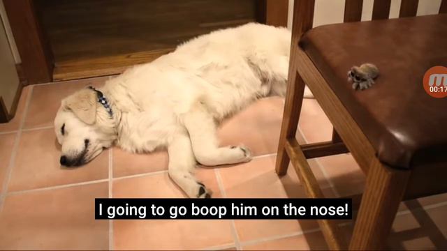 паучок лукас наоборот