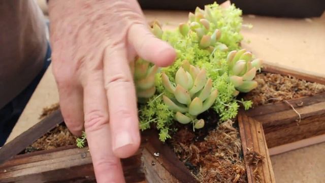 How to Make a Living Vertical Planter with Sedum and Aeonium смотреть онлайн