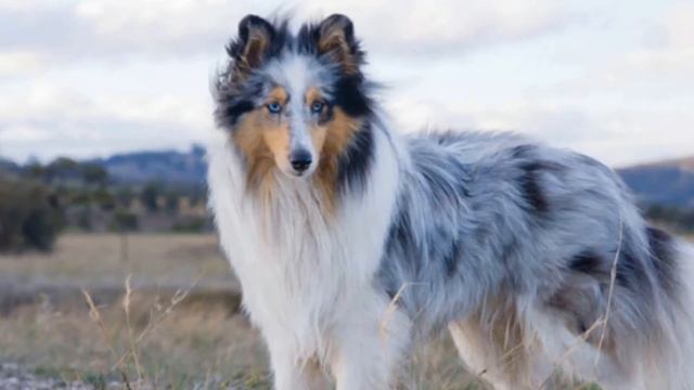 Top 10 Smartest Dog Breeds in The World смотреть онлайн