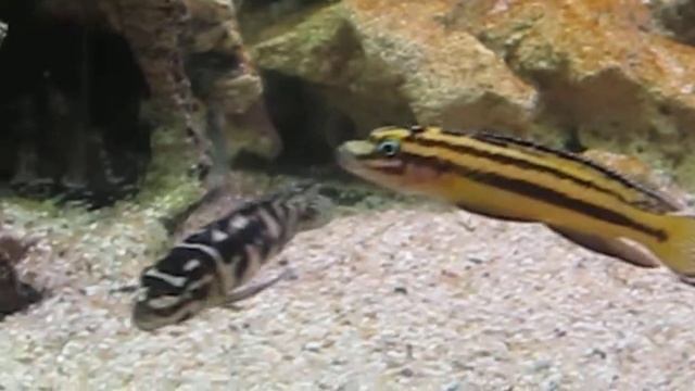 Юлидохромисы Регана и Транскриптусы #1. Julidochromis Regani & Julidochromis Transcriptus смотреть онлайн