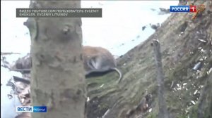 Как бороться с полевыми грызунами на участке