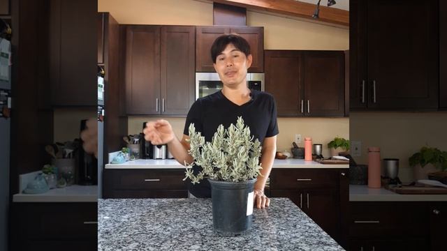 Salvia leucophylla, Point Sal Spreader Purple Sage care смотреть онлайн