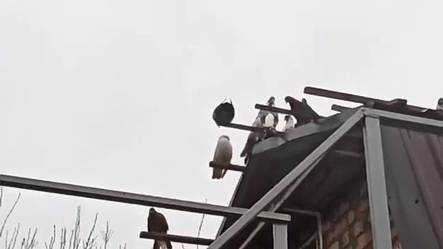 09.04.2021 г. Сегодня День рождения у Алексея Александровича. Сельские голуби. Новоалександровска смотреть онлайн