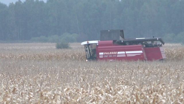 Уборка кукурузы в Беларуси. Палессе GS 12 А1 смотреть онлайн