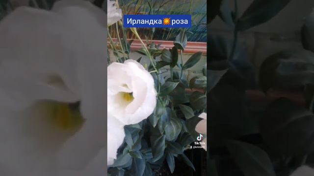 сентябрь радует эустома