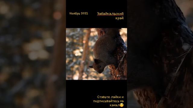 Белка Забайкалья 5 #short #samsung #белочка #забайкалье смотреть онлайн