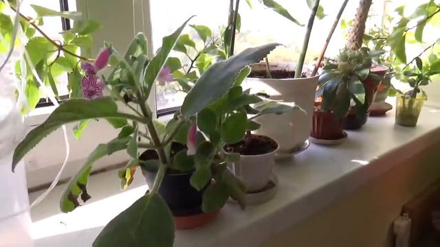 #190.конец сентября,что цветёт...ответ на вопрос об алоказии смотреть онлайн