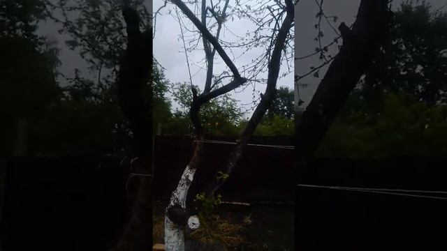 что с яблоней? цвела обильно, но листьев нет..??? смотреть онлайн