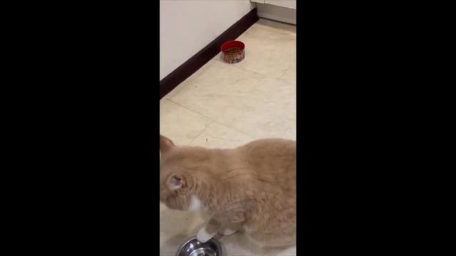 Коты и Кошки - домашние любимцы. Видео про котов. Смешные кошки продолжение сериала про кошек. смотреть онлайн