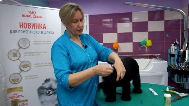 Шнауцер. Правила ухода.Содержание, груминг.Руководство пользователя. смотреть онлайн