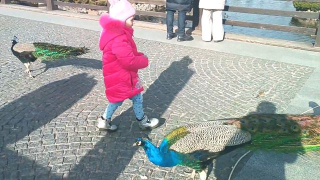 Прогулка с павлинами, утками, гусями смотреть онлайн