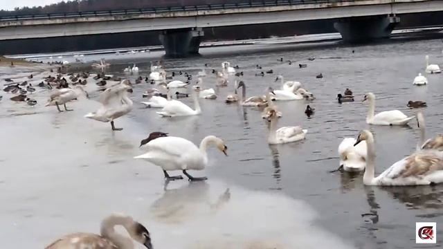 много лебедей зимой не улетело, люди кормят смотреть онлайн