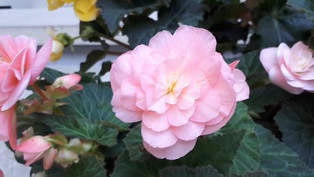 Non stop begonia - grow & care (Great also as Houseplant) смотреть онлайн