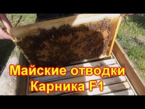 Майские отводки. Карника F1