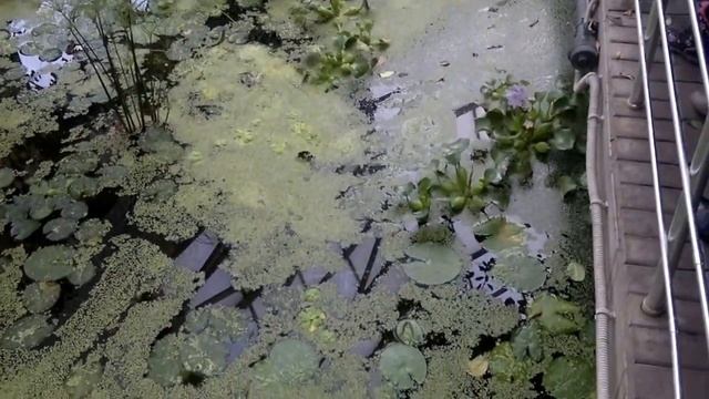 Реальное болото часть 2.The real part of the swamp 2 смотреть онлайн